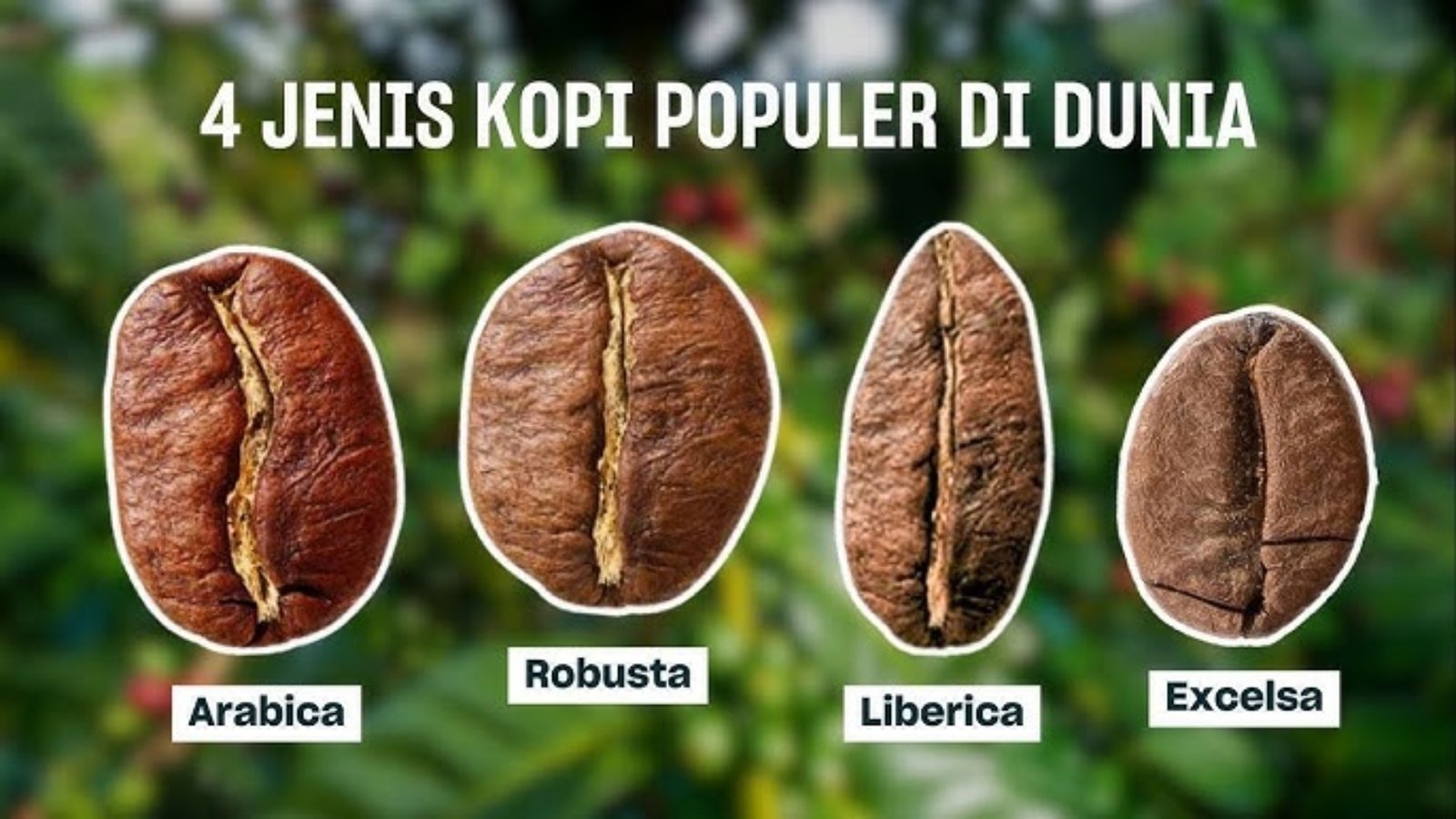 4 JENIS KOPI