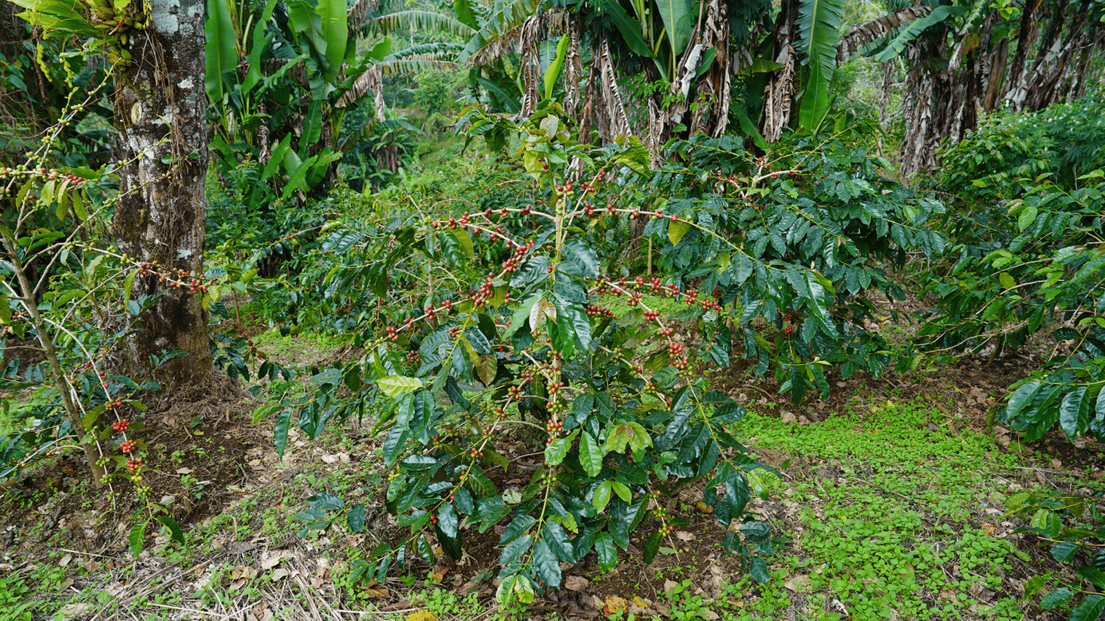 TANAMAN