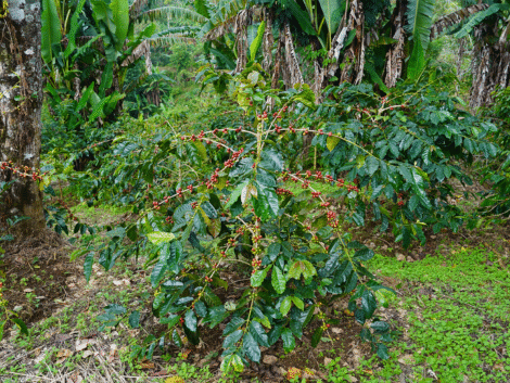 TANAMAN