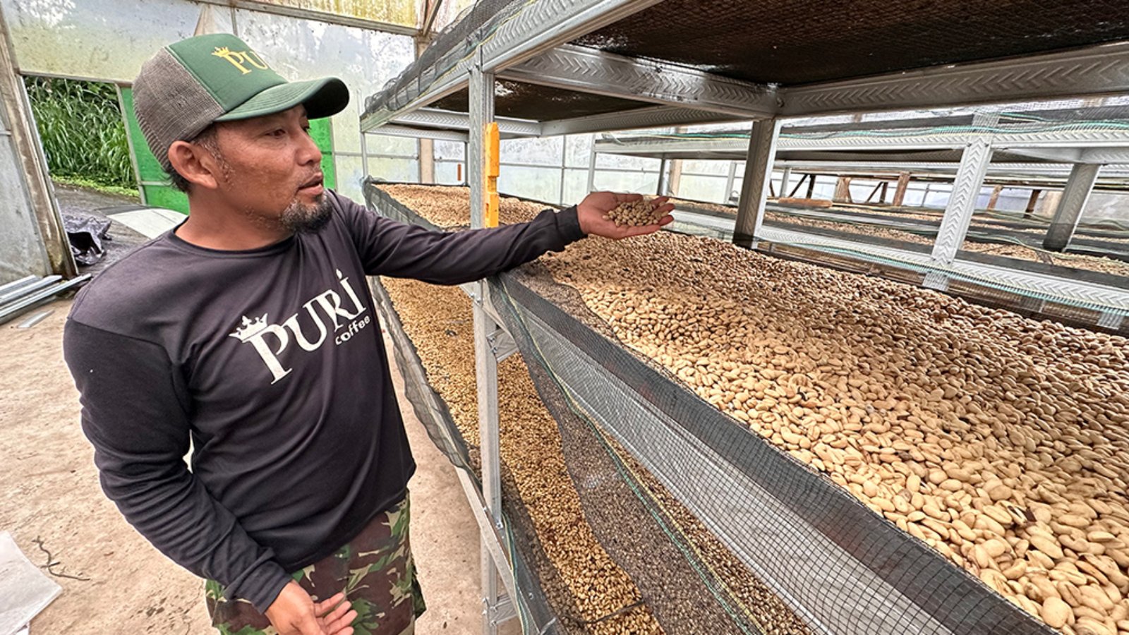 puri_coffee_drying