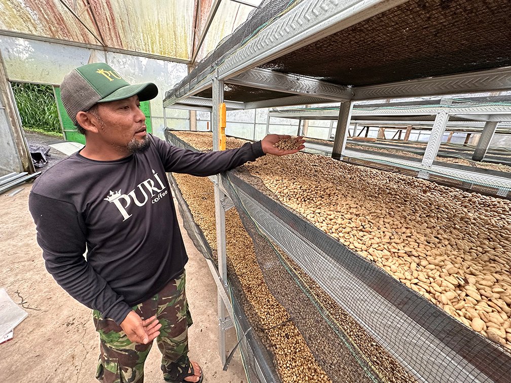 puri_coffee_drying